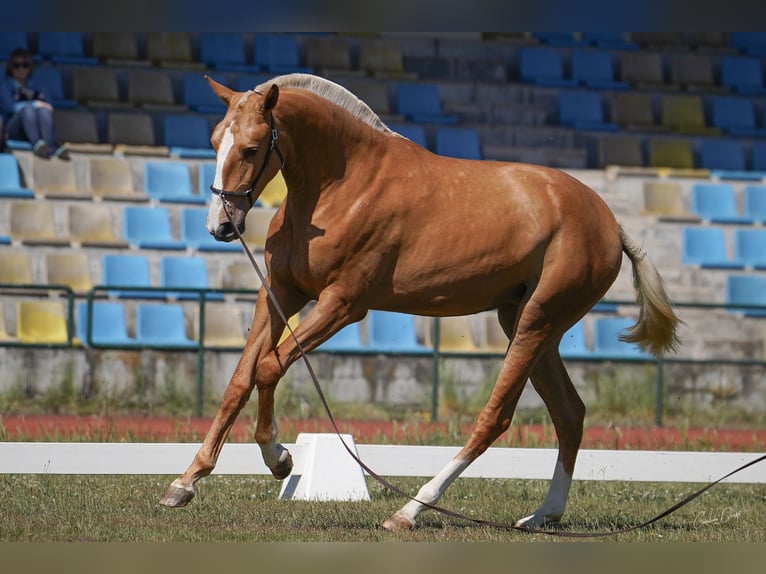 Lusitanos Yegua 2 años 164 cm Palomino in RIBAMAR