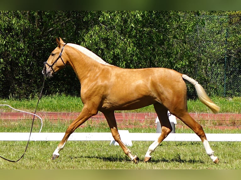 Lusitanos Yegua 2 años 164 cm Palomino in RIBAMAR