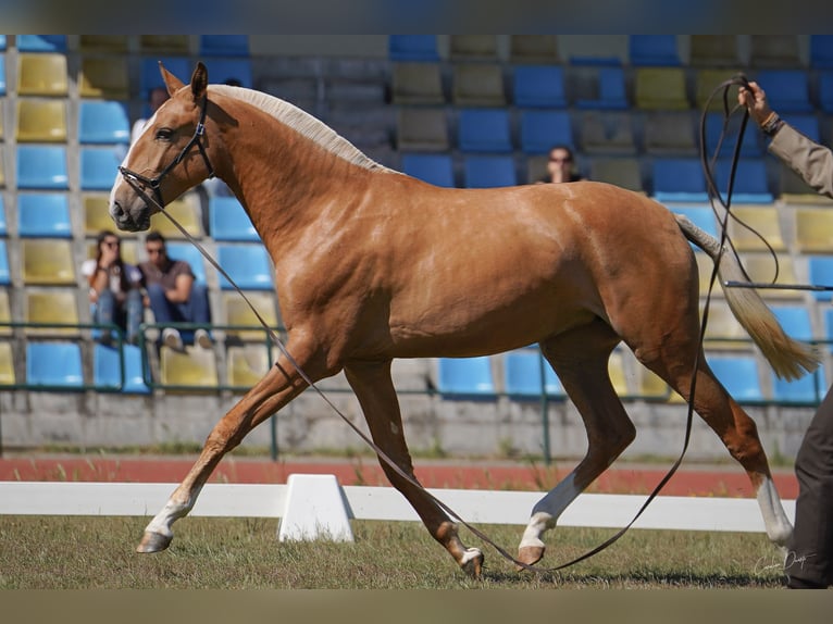 Lusitanos Yegua 2 años 164 cm Palomino in RIBAMAR