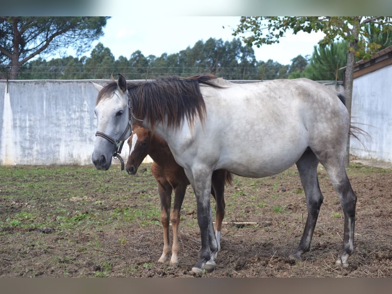 Lusitanos Mestizo Yegua 2 años 165 cm Atigrado/Moteado in Marinha Grande