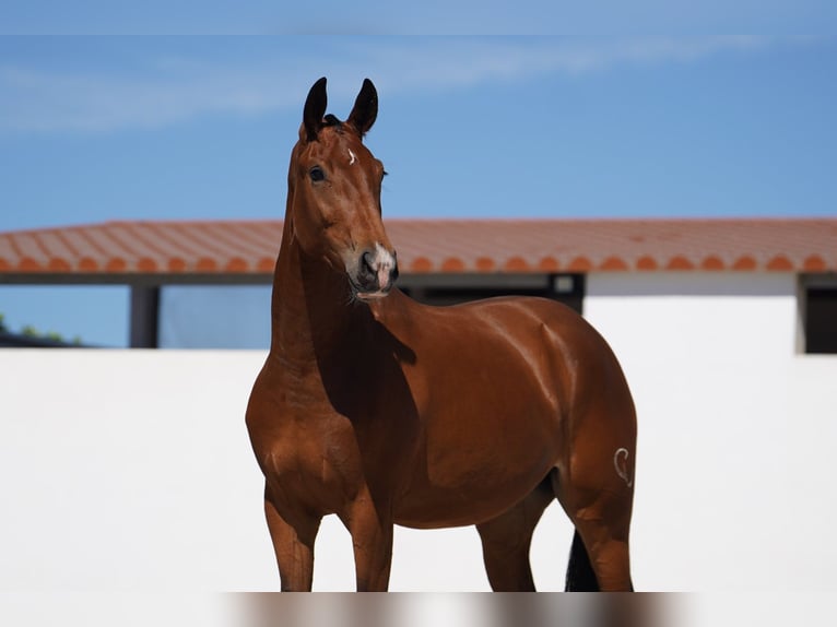 Lusitanos Mestizo Yegua 2 años 165 cm Castaño rojizo in Agua Derramada