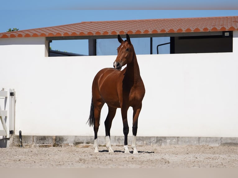 Lusitanos Mestizo Yegua 2 años 165 cm Castaño rojizo in Agua Derramada