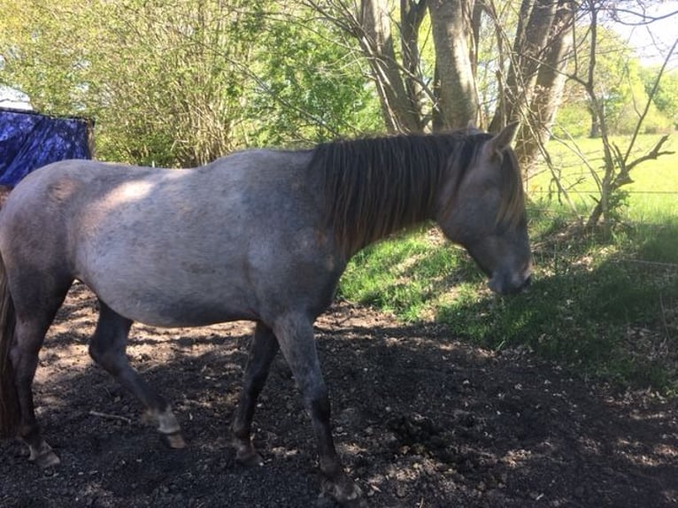 Lusitanos Mestizo Yegua 2 años 165 cm Tordo ruano in Groß Vollstetd