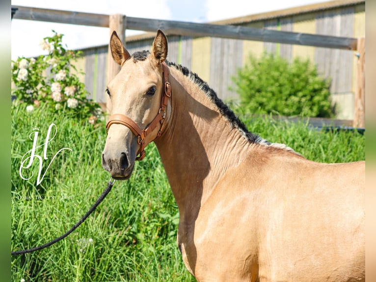 Lusitanos Yegua 2 años Buckskin/Bayo in Marly-sous-Issy