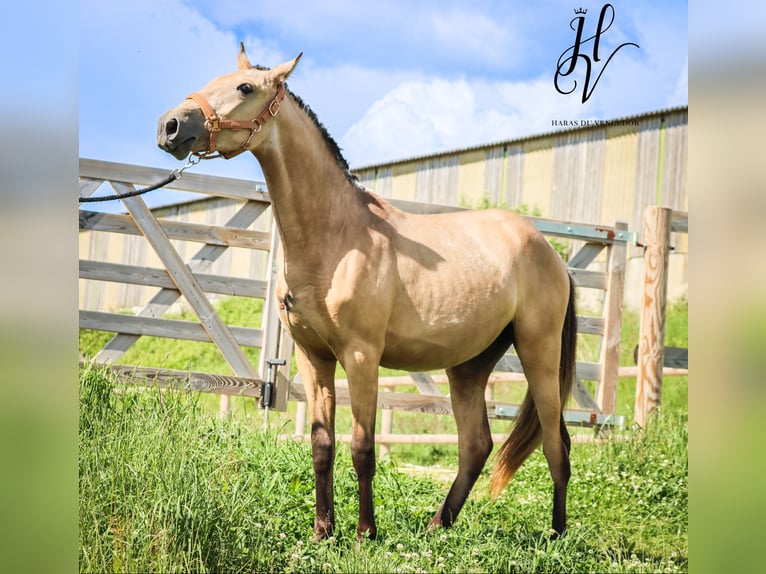 Lusitanos Yegua 2 años Buckskin/Bayo in Marly-sous-Issy