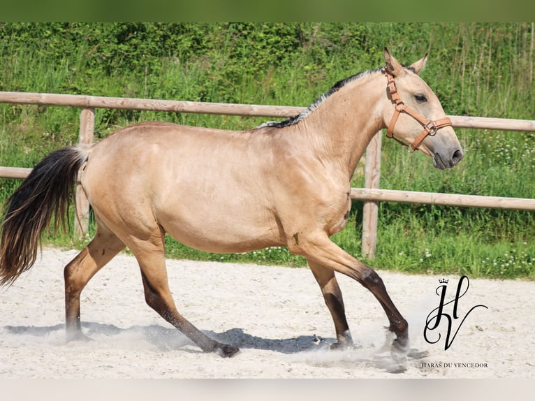 Lusitanos Yegua 2 años Buckskin/Bayo in Marly-sous-Issy