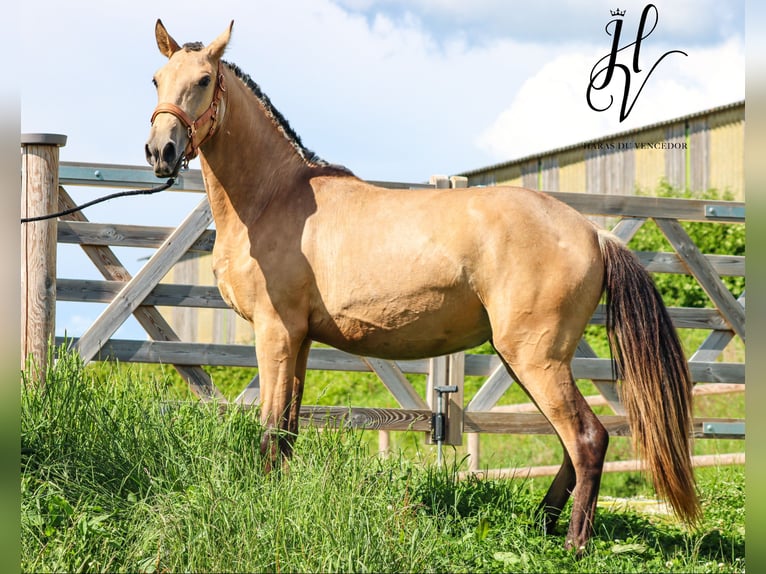 Lusitanos Yegua 2 años Buckskin/Bayo in Marly-sous-Issy