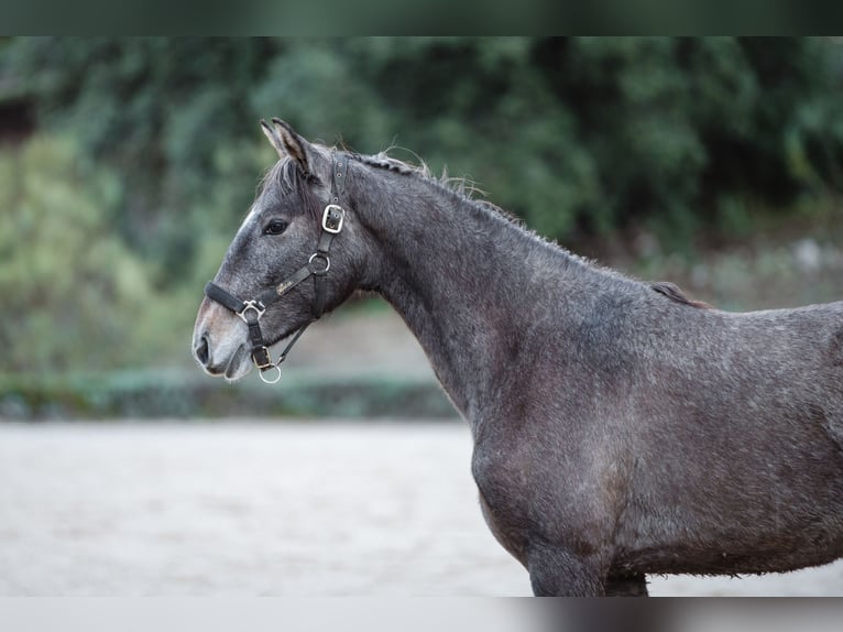 Lusitanos Yegua 2 años in El gastor