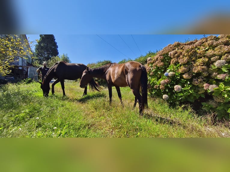 Lusitanos Mestizo Yegua 2 años Castaño in Torrelavega