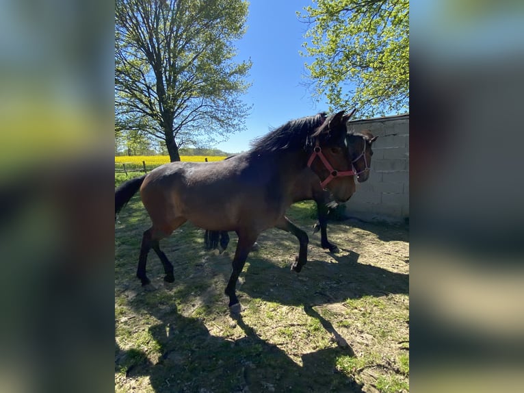 Lusitanos Yegua 2 años Castaño in Tronchy