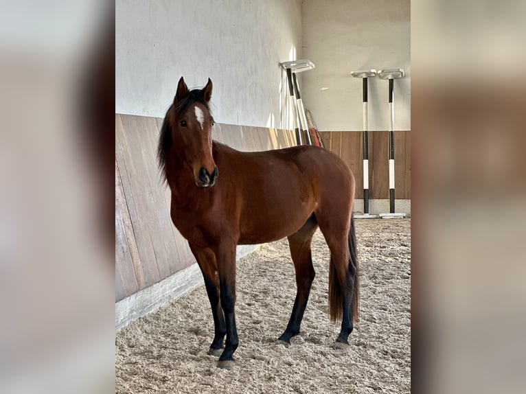 Lusitanos Yegua 3 años 155 cm Castaño in Bedburg