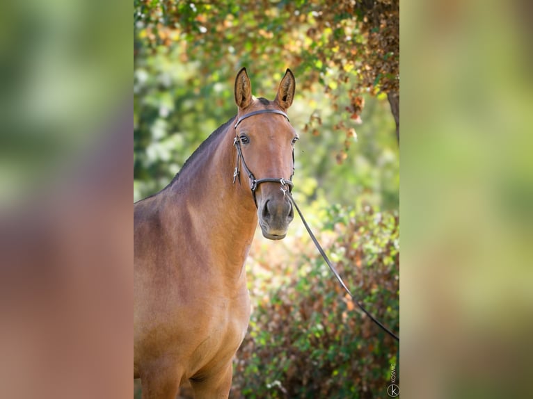 Lusitanos Yegua 3 años 155 cm Castaño in Erdre en anjou