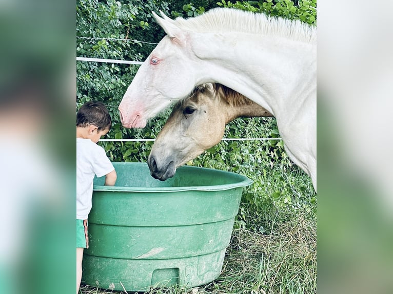 Lusitanos Yegua 3 años 155 cm Cremello in Compiègne