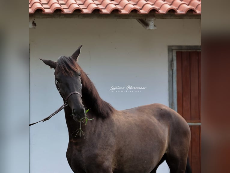 Lusitanos Yegua 3 años 155 cm Negro in Rio Maior
