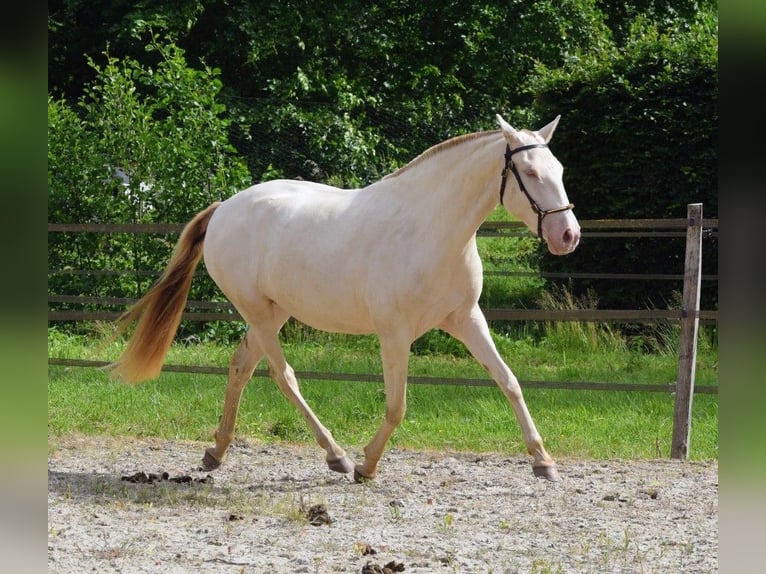 Lusitanos Yegua 3 años 155 cm Perla in Arras