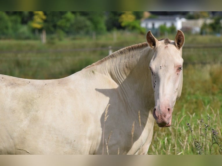 Lusitanos Yegua 3 años 155 cm Perla in Arras