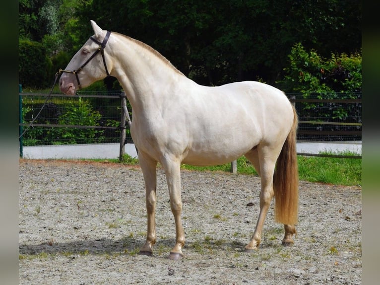 Lusitanos Yegua 3 años 155 cm Perla in Arras