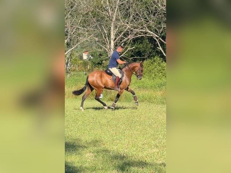 Lusitanos Yegua 3 años 156 cm Castaño in Santiago De Compostela