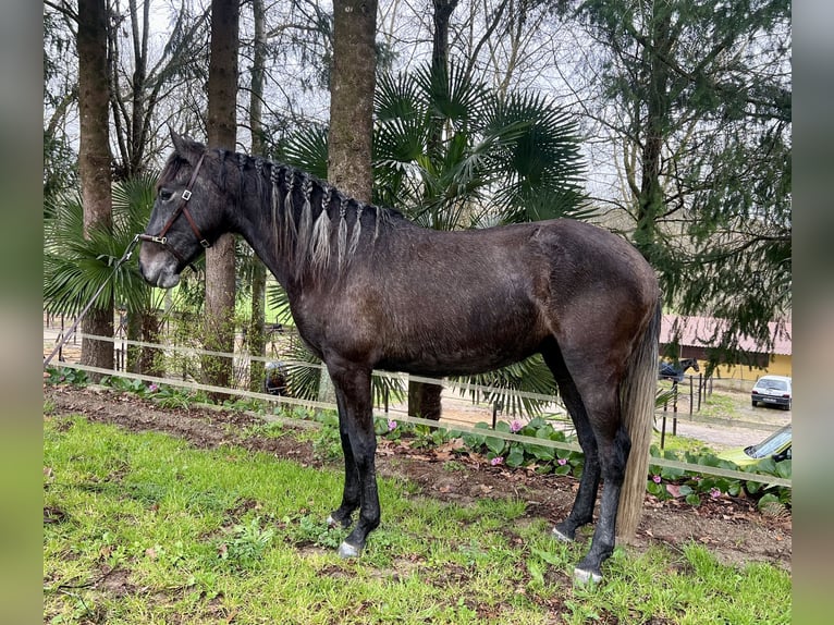 Lusitanos Yegua 3 años 156 cm Tordo in Amarante