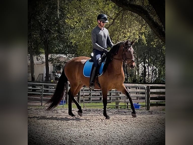 Lusitanos Yegua 3 años 157 cm Castaño rojizo in Ocala