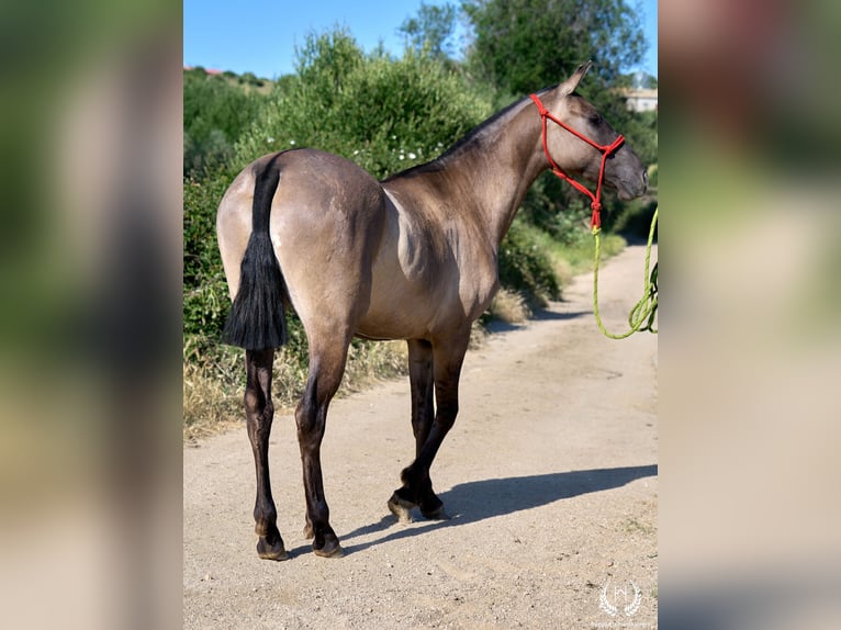 Lusitanos Mestizo Yegua 3 años 158 cm Grullo in Navalperal De Pinares