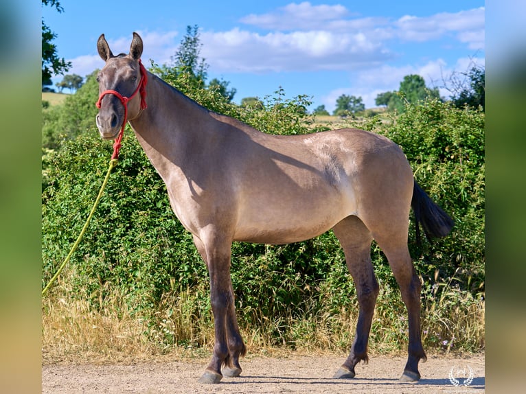 Lusitanos Mestizo Yegua 3 años 158 cm Grullo in Navalperal De Pinares