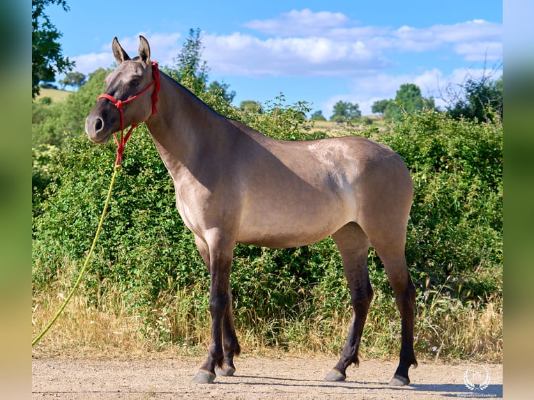 Lusitanos Mestizo Yegua 3 años 158 cm Grullo in Navalperal De Pinares