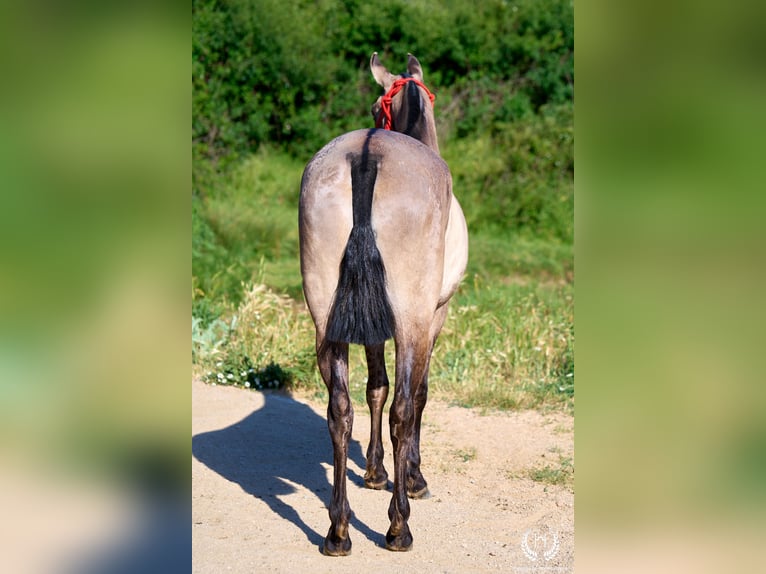 Lusitanos Mestizo Yegua 3 años 158 cm Grullo in Navalperal De Pinares