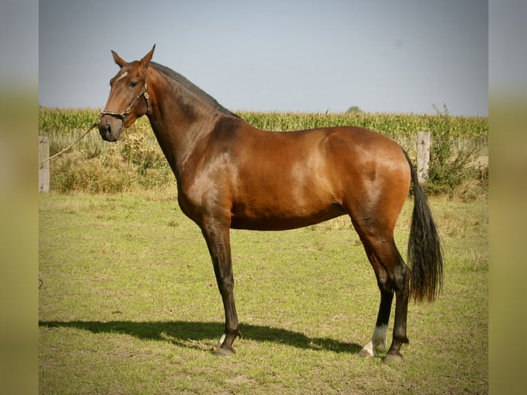 Lusitanos Yegua 3 años 160 cm Castaño in Bredene