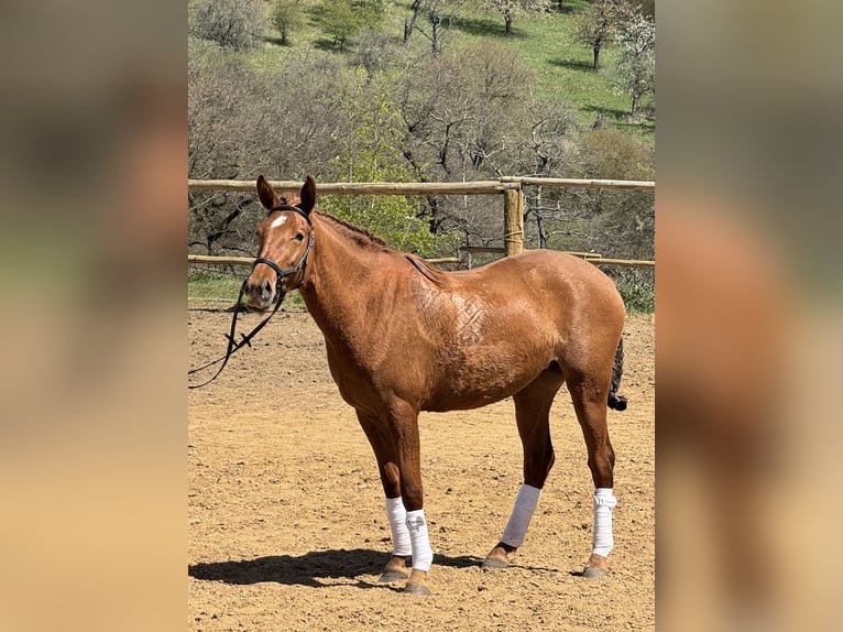 Lusitanos Yegua 3 años 160 cm Dunalino (Cervuno x Palomino) in Hýskov