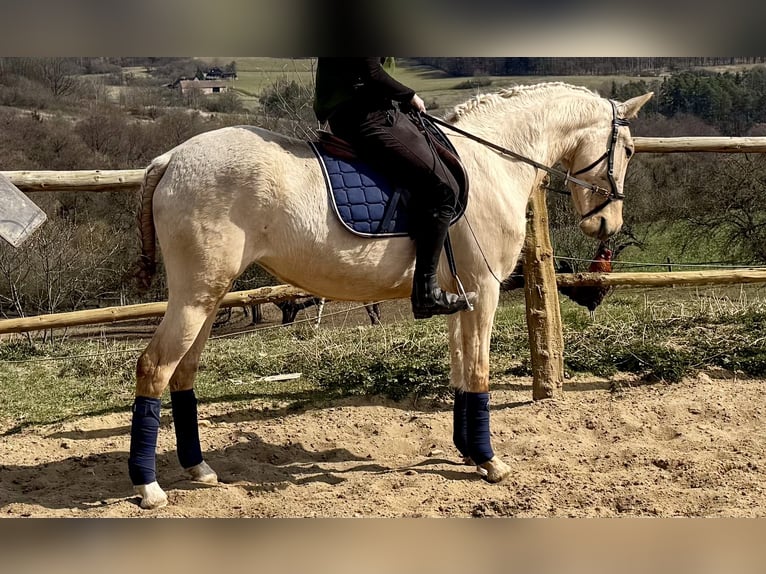 Lusitanos Yegua 3 años 160 cm Dunalino (Cervuno x Palomino) in Hýskov