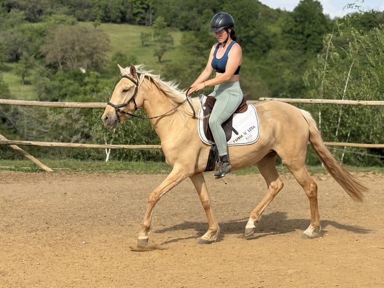 Lusitanos Yegua 3 años 160 cm Dunalino (Cervuno x Palomino) in Hýskov