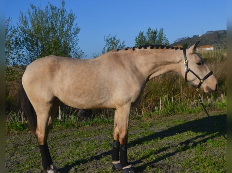 Lusitanos Yegua 3 años 161 cm Buckskin/Bayo in Caldas da Rainha