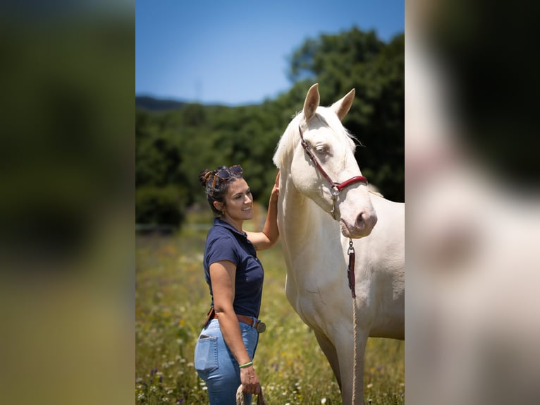 Lusitanos Mestizo Yegua 3 años 161 cm Cremello in Madrid