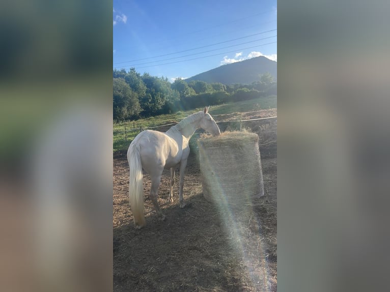 Lusitanos Mestizo Yegua 3 años 161 cm Cremello in Madrid