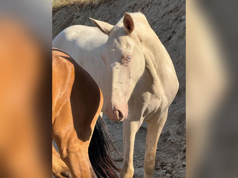 Lusitanos Mestizo Yegua 3 años 161 cm Cremello in Madrid