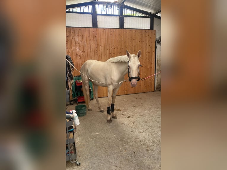 Lusitanos Mestizo Yegua 3 años 161 cm Cremello in Madrid