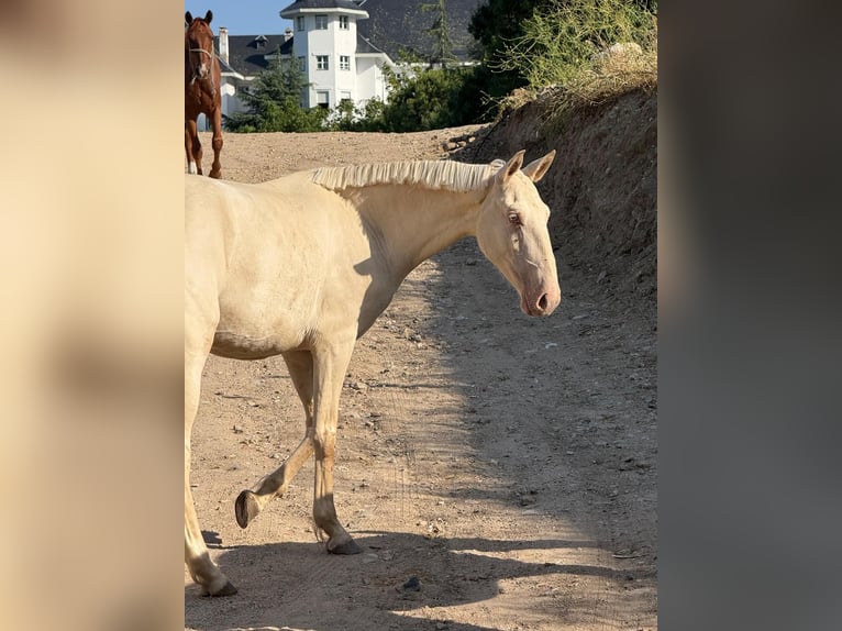 Lusitanos Mestizo Yegua 3 años 161 cm Cremello in Madrid