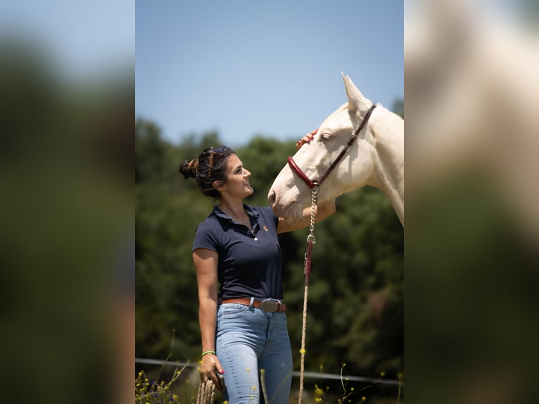 Lusitanos Mestizo Yegua 3 años 161 cm Cremello in Madrid