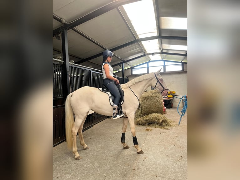 Lusitanos Mestizo Yegua 3 años 161 cm Cremello in Madrid