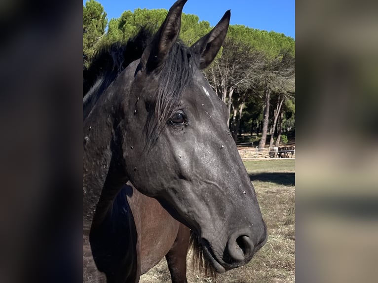 Lusitanos Yegua 3 años 161 cm Negro in St. Estevao