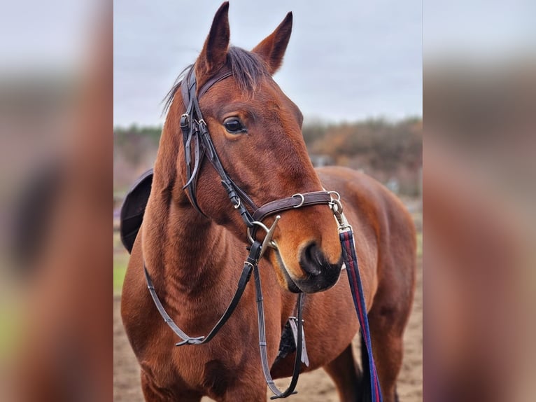 Lusitanos Yegua 3 años 162 cm Castaño in Thyrow