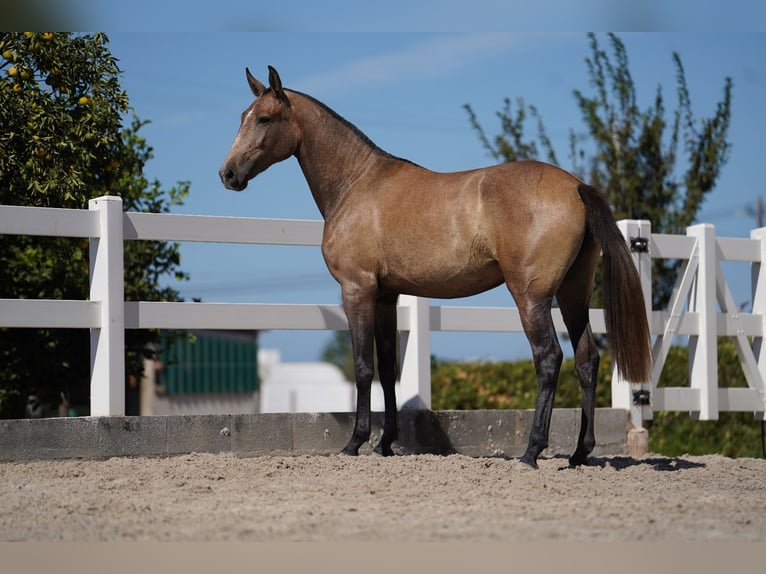 Lusitanos Yegua 3 años 162 cm Tordo ruano in Agua Derramada