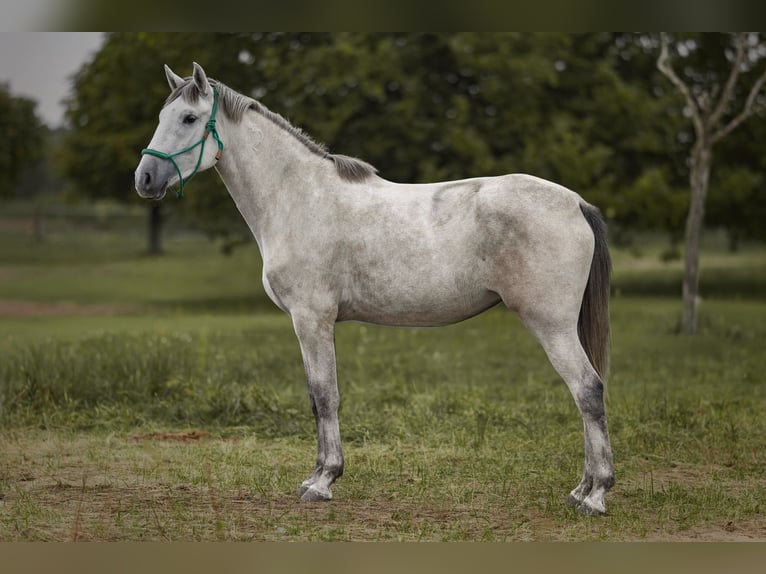 Lusitanos Yegua 3 años 163 cm Tordo in Ludwigsfelde Lusitanos Yegua 3 años 163 cm Tordo in Ludwigsfelde
