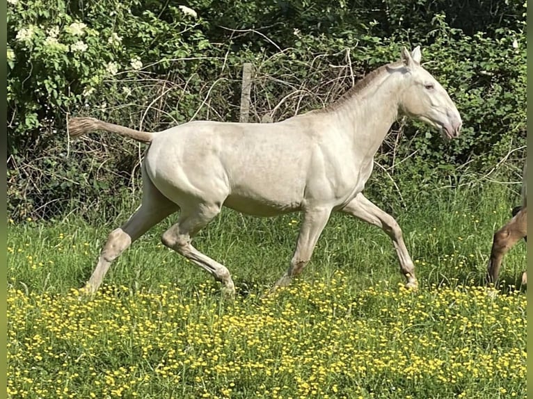 Lusitanos Yegua 3 años 165 cm Cremello in Italia