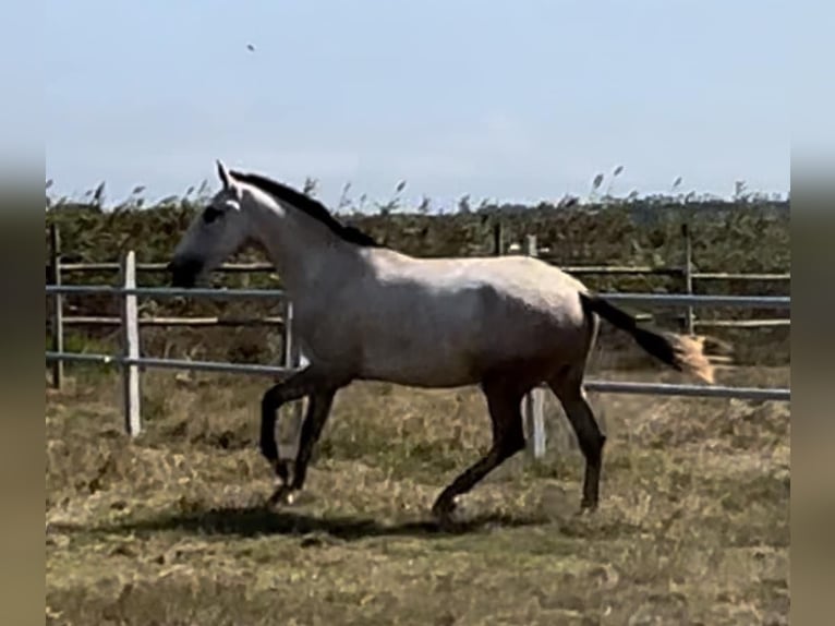 Lusitanos Yegua 3 años 165 cm Tordo in Leiria