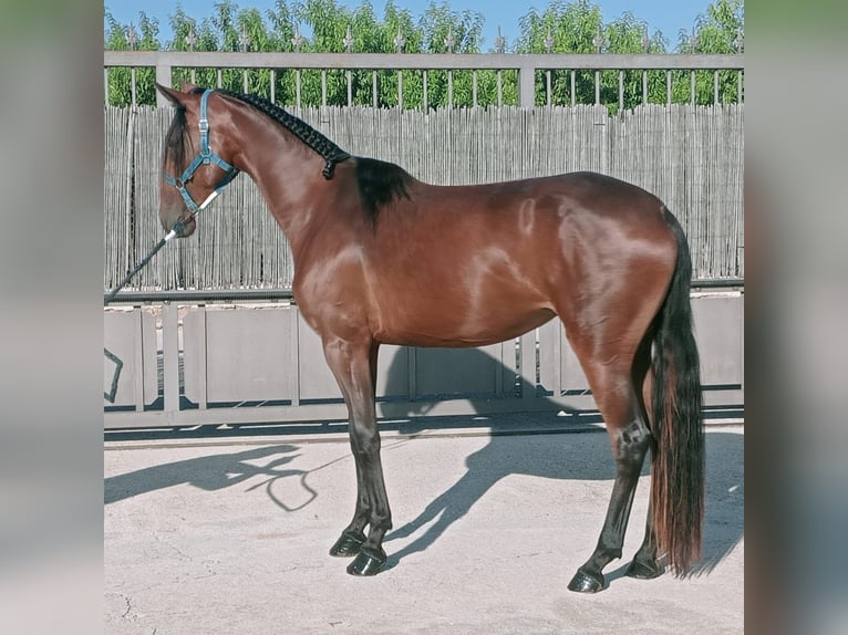 Lusitanos Mestizo Yegua 3 años 167 cm Castaño rojizo in Molina De Segura