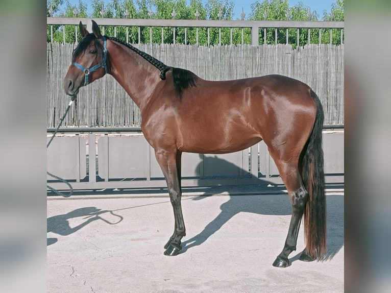 Lusitanos Mestizo Yegua 3 años 167 cm Castaño rojizo in Molina De Segura