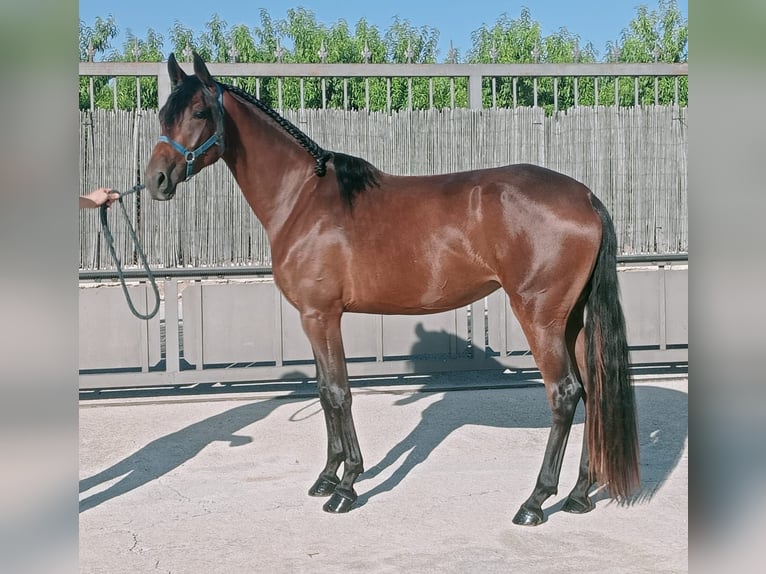 Lusitanos Mestizo Yegua 3 años 167 cm Castaño rojizo in Molina De Segura