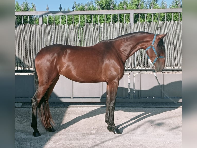 Lusitanos Mestizo Yegua 3 años 167 cm Castaño rojizo in Molina De Segura
